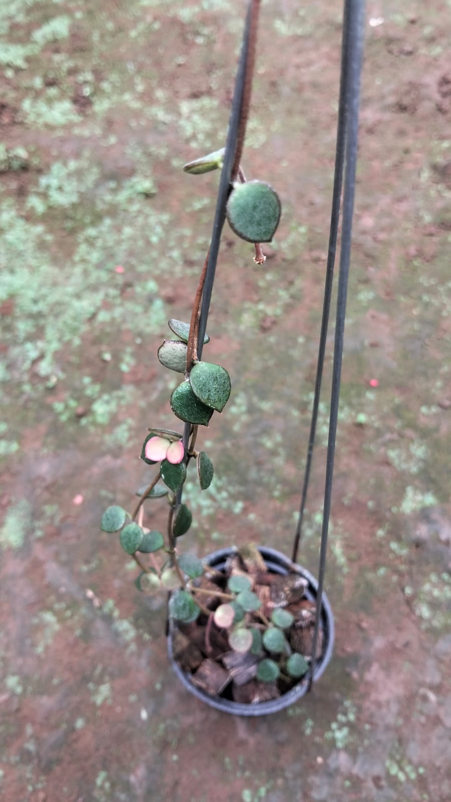 Hoya Boycei – Rare Tropical Hoya with Thick Elegant Foliage