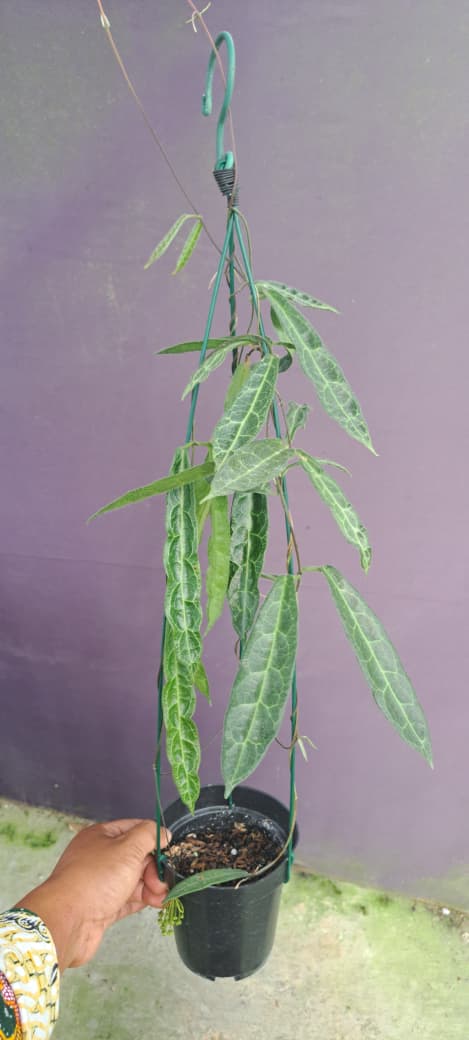 Hoya hypolasia ‘Long Leaf’ – Rare Narrow-Leaf Hypolasia with Elegant Trailing Vines