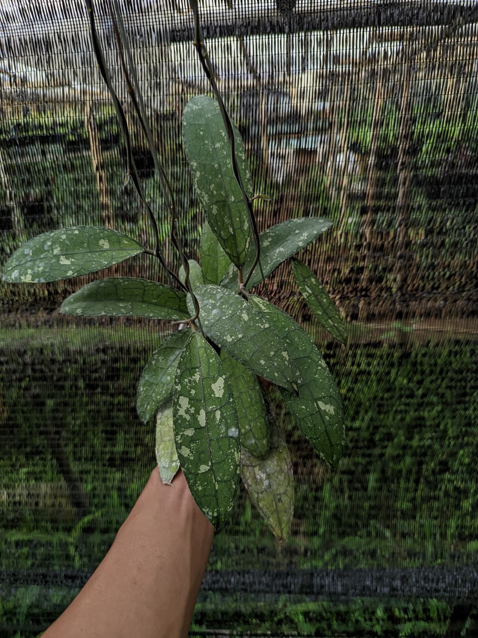 Hoya Clemensiorum sp. Aceh Splash – Rare Veined Hoya with Splash Pattern