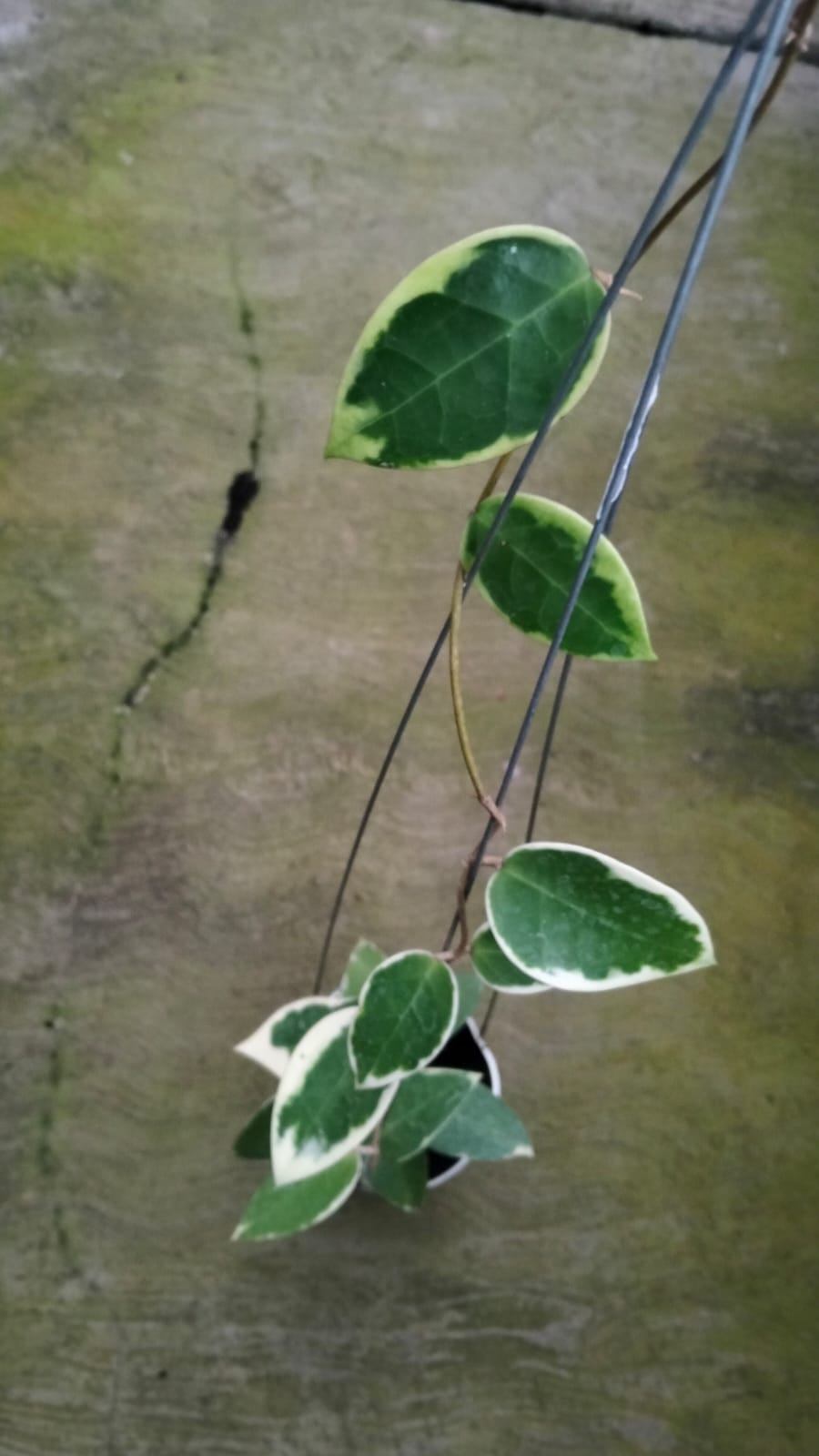 Hoya Verticillata sp. Panglai ‘Albo Marginata’ – Rare White-Edged Variegated Verticillata