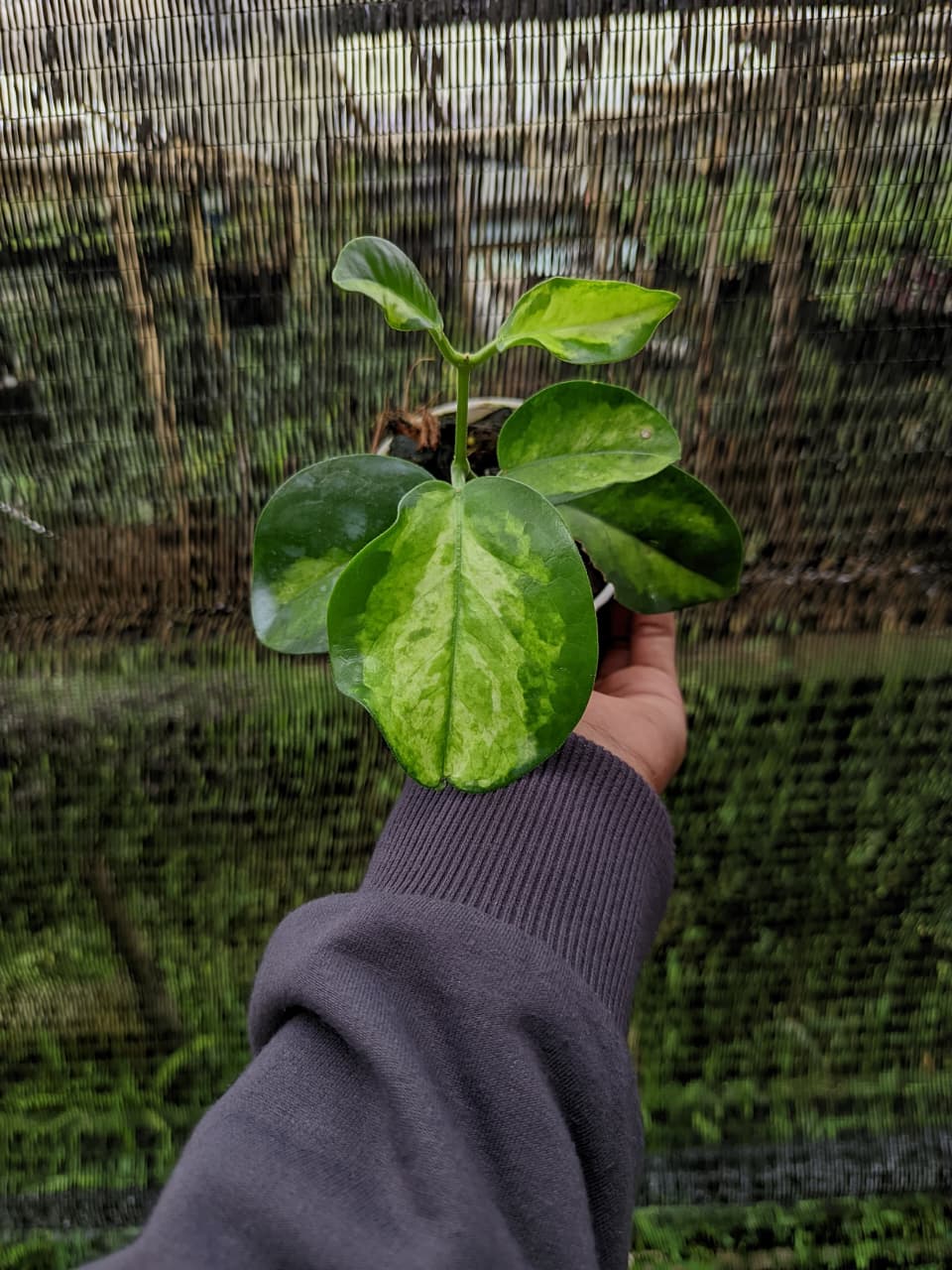 Hoya Australis Lisa “Peridot” – Rare Variegated Hoya from Australia