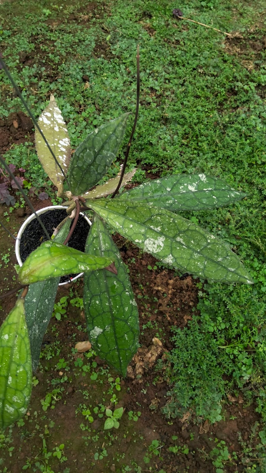 Hoya  Clemensiorum sp. Aceh ‘Splash’ – Aceh Giant-Leaf Hoya with Metallic Silver Splashing