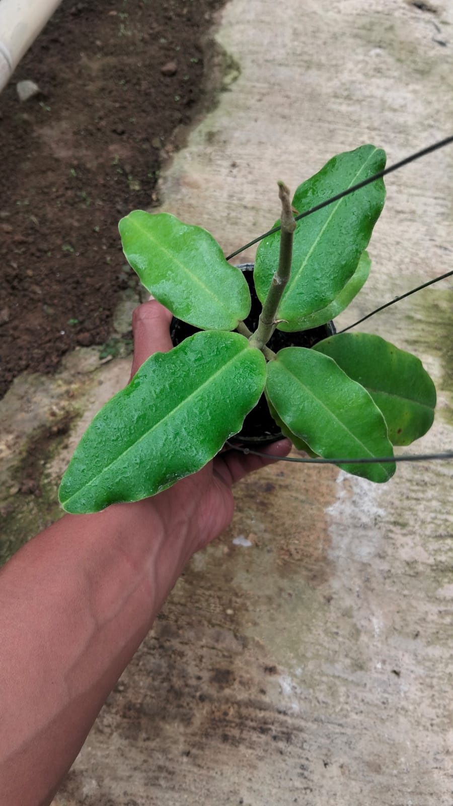 Hoya Imperialis – Spectacular Giant-Blooming Hoya for Serious Collectors