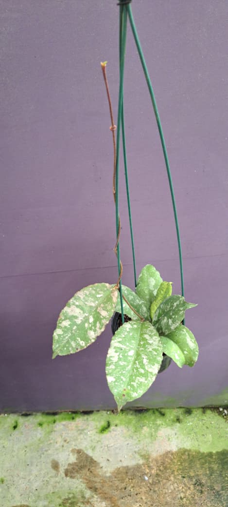 Hoya Undulata ‘Army’ – Rare Wavy-Leaf Hoya with Camouflage Silver Pattern