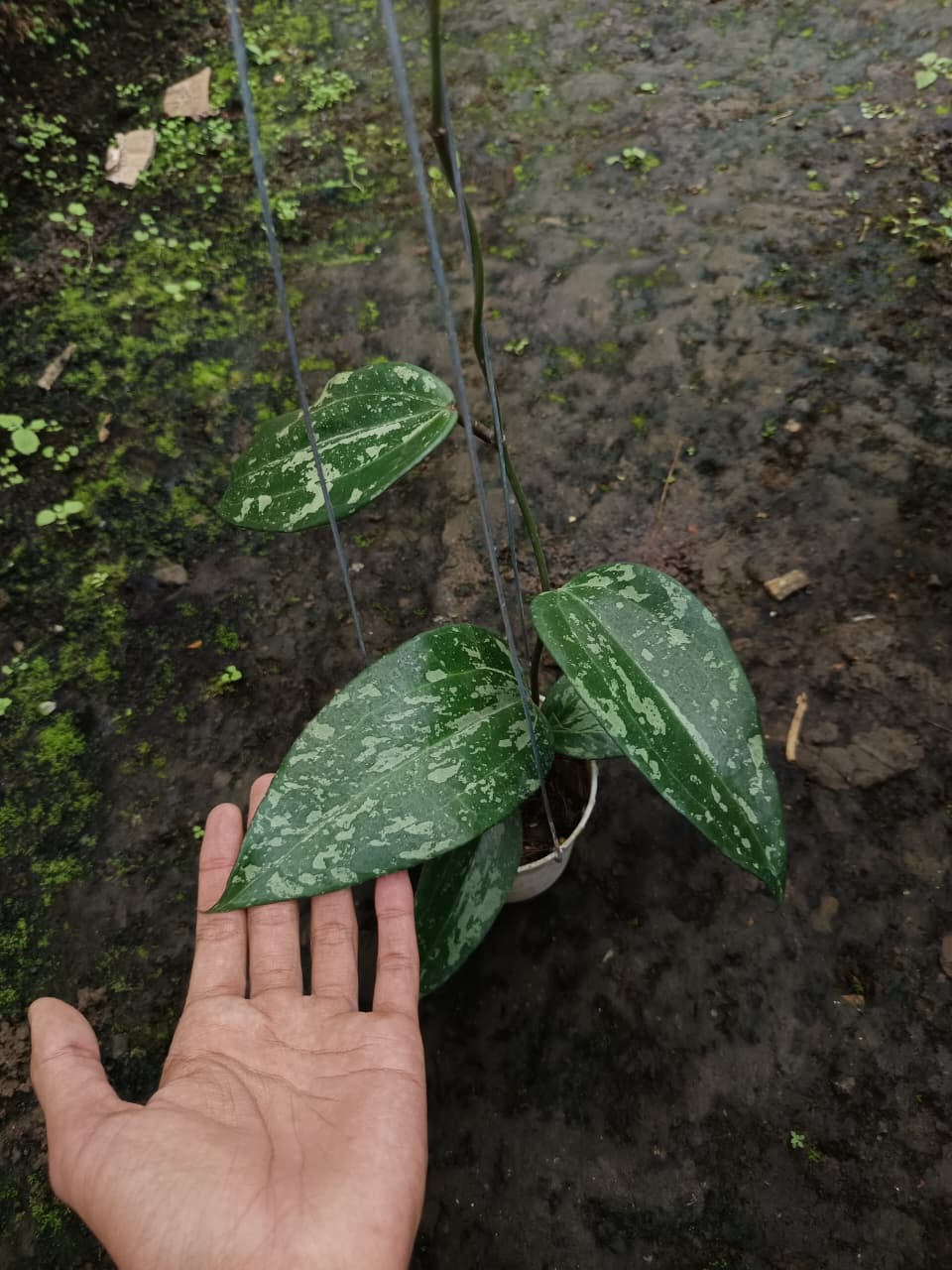 Hoya Latifolia ‘Snow Queen’ – Giant Variegated Latifolia with Brilliant White Foliage