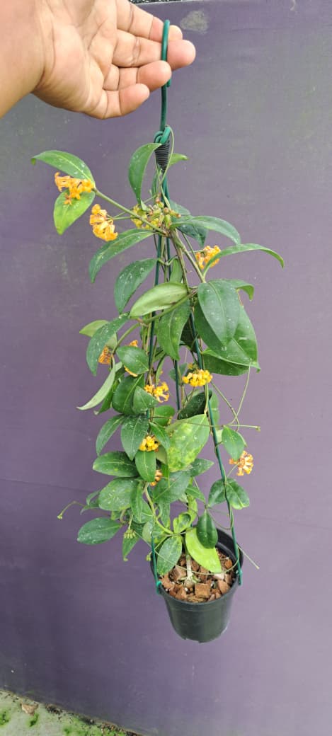 Hoya sp. Garut – West Java Locality Hoya with Thick Textured Green Leaves