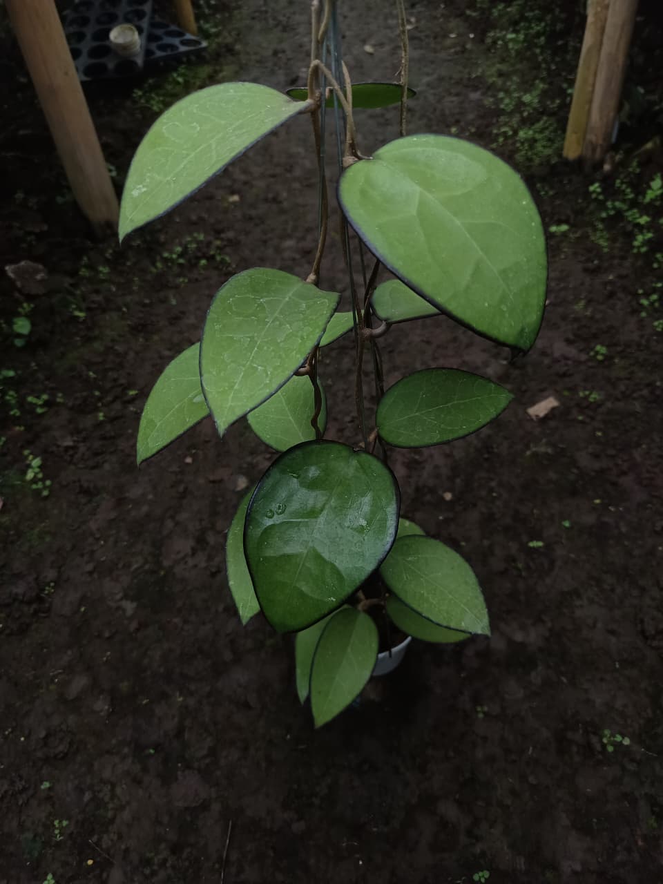 Hoya KSB01 – Rare Clone Hoya with Distinct Collector Foliage