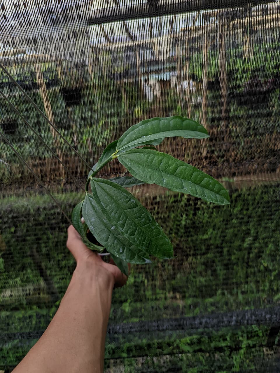 Hoya Medinillifolia – Rare Yellow Flowering Hoya Species