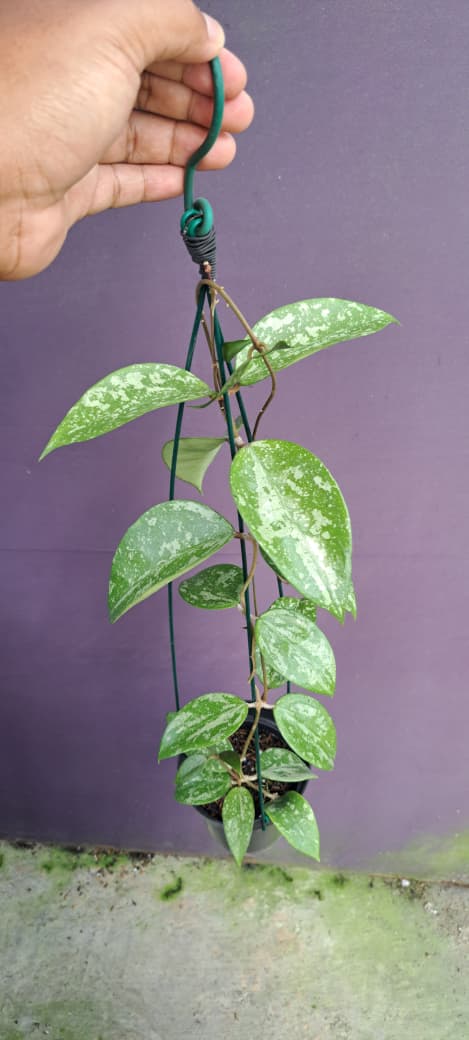 Hoya Parasitica ‘Splash’ – Silver-Splashed Parasitica with Glossy Textured Leaves