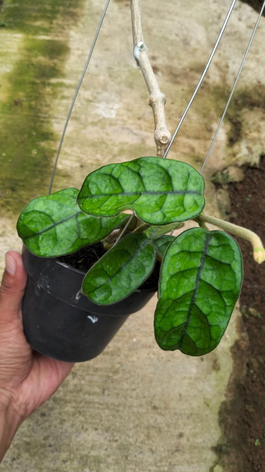 Hoya Villosa – Fuzzy-Leaf Hoya with Dramatic Veins and Elegant Trailing Vines