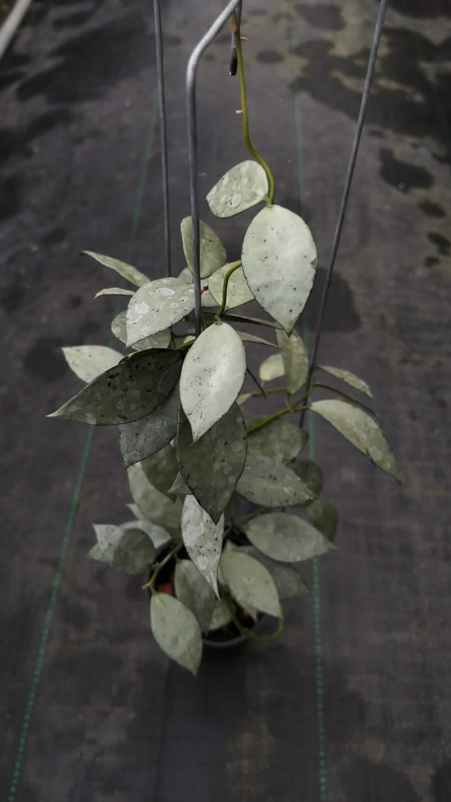 Hoya Lacunosa ‘Silver Mint’ – Compact Lacunosa with Cool Silvery Mint Foliage