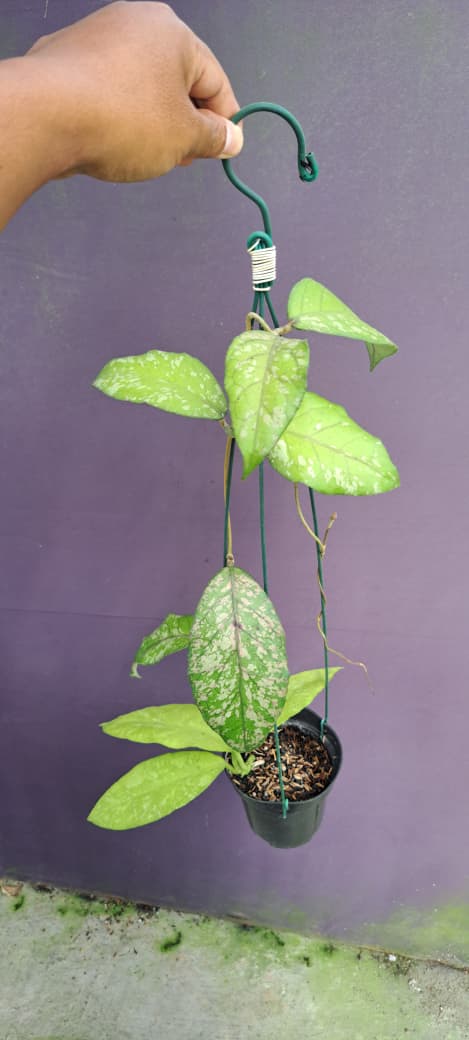 Hoya sp. Aceh ‘Pink Splash’ – Rare Aceh Hoya with Pink-Toned Silver Splashing