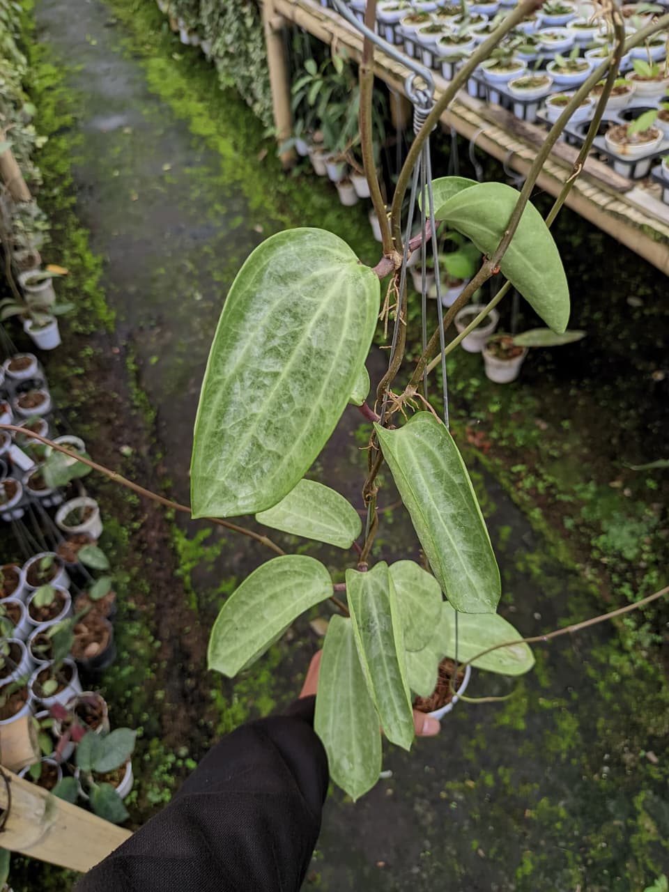 Hoya Latifolia ‘Fillea Silver’ – Large Round-Leaf Hoya with Silver Splash