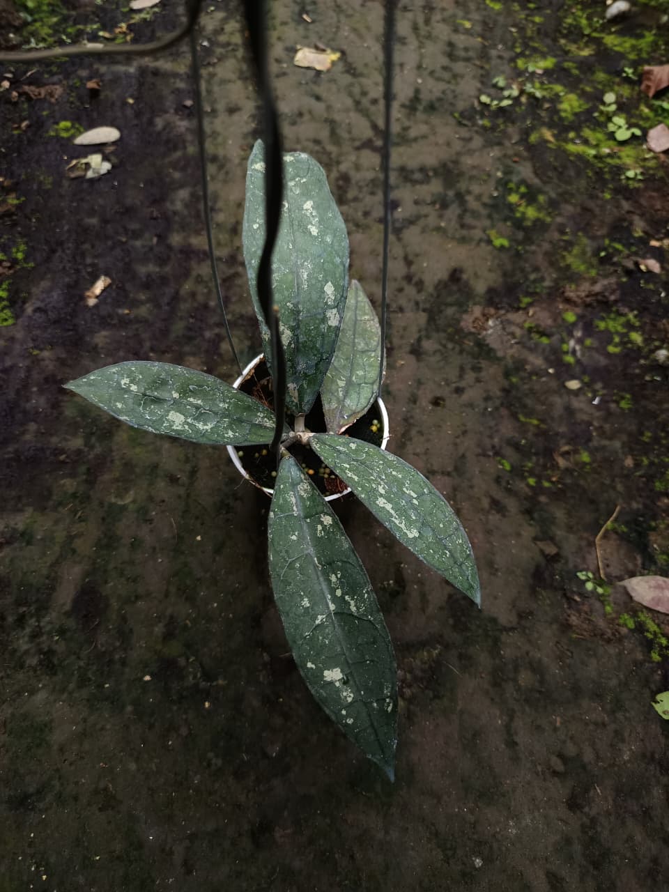 Hoya Clemensiorum ‘Dark’ – Dramatic Clemensiorum with Deep-Colored Veined Leaves