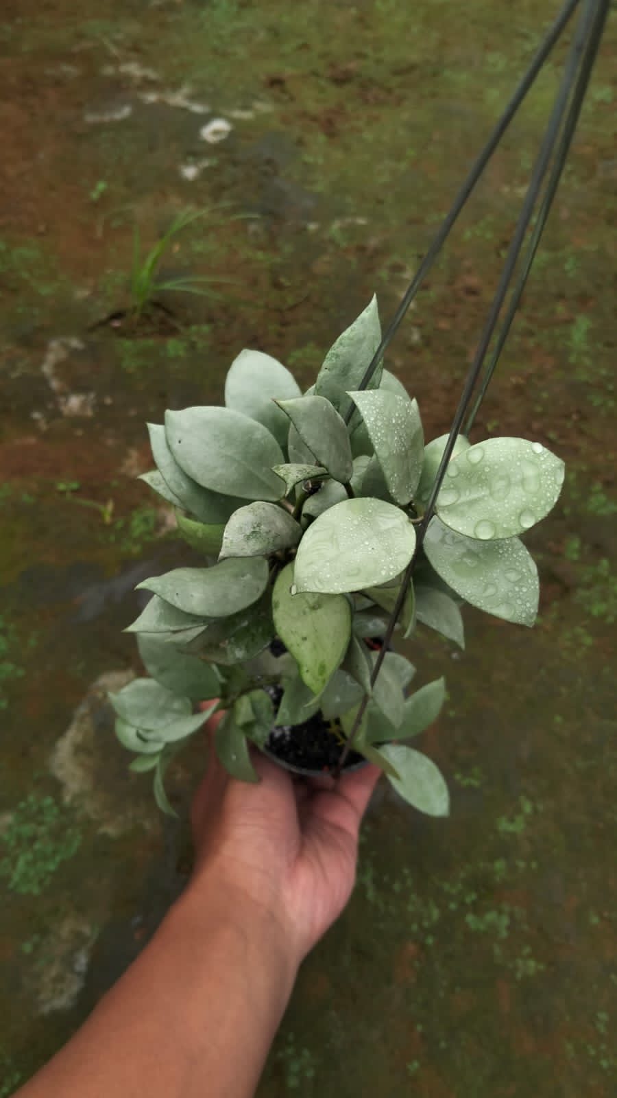 Hoya Lacunosa ‘Full Moon’ – Bright Lime Lacunosa with Glowing Foliage