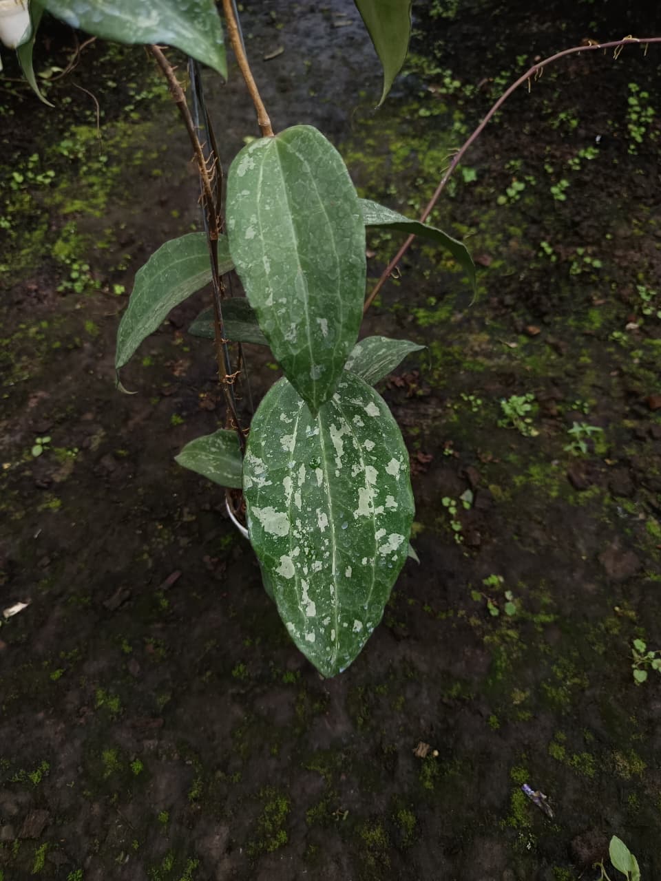 Hoya Latifolia ‘Rock Star’ – Giant Veined Latifolia with Massive Textured Leaves