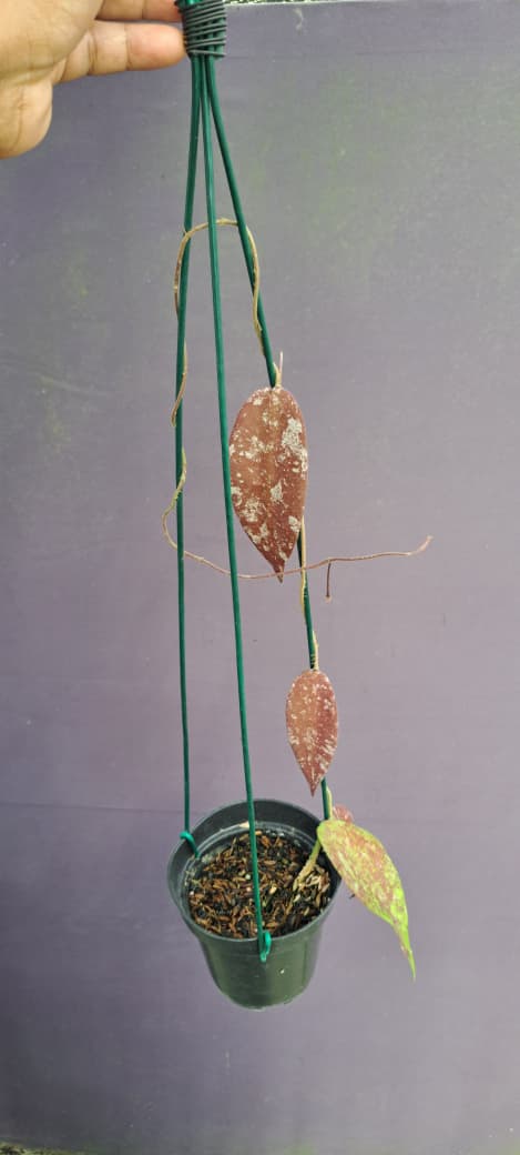 Hoya Sanguensis ‘Red Sun-Stressed Splash’ – Color-Changing Hoya with Silver Splash and Red Tones