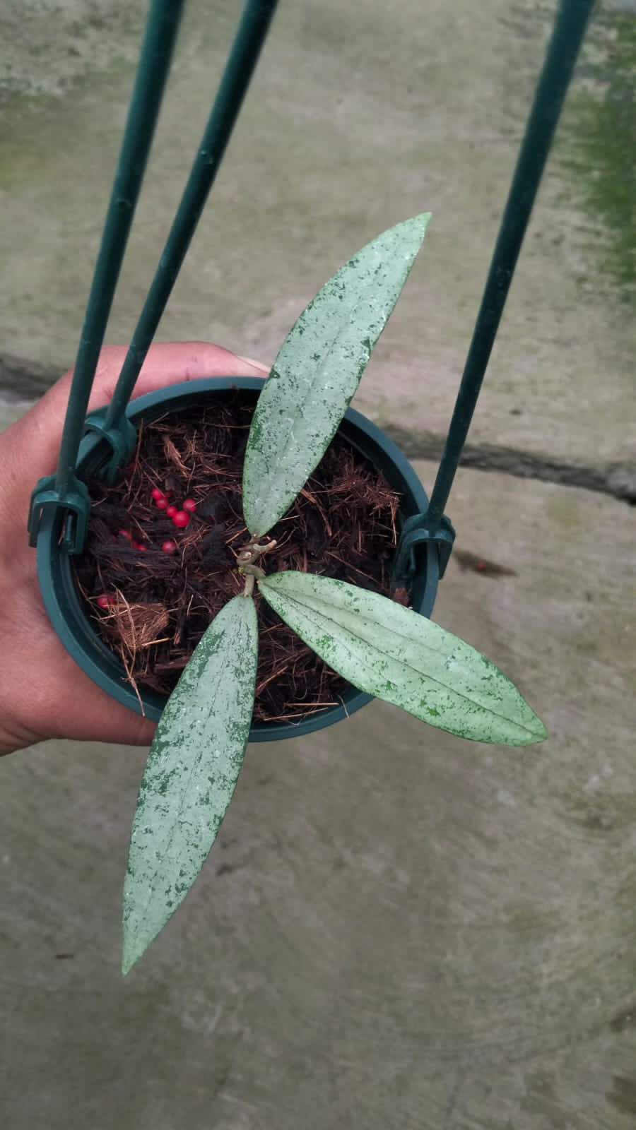 Hoya sp. Bengkulu ‘Silver’ – Rare Bengkulu Hoya with Heavy Silver-Splashed Leaves