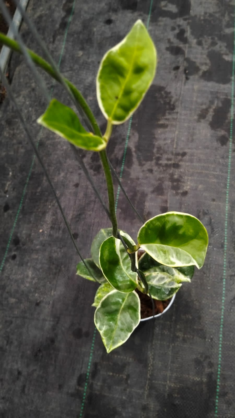 Hoya Australis ‘Lisa Peridot’ – Variegated Australis with Bright Peridot-Green New Growth