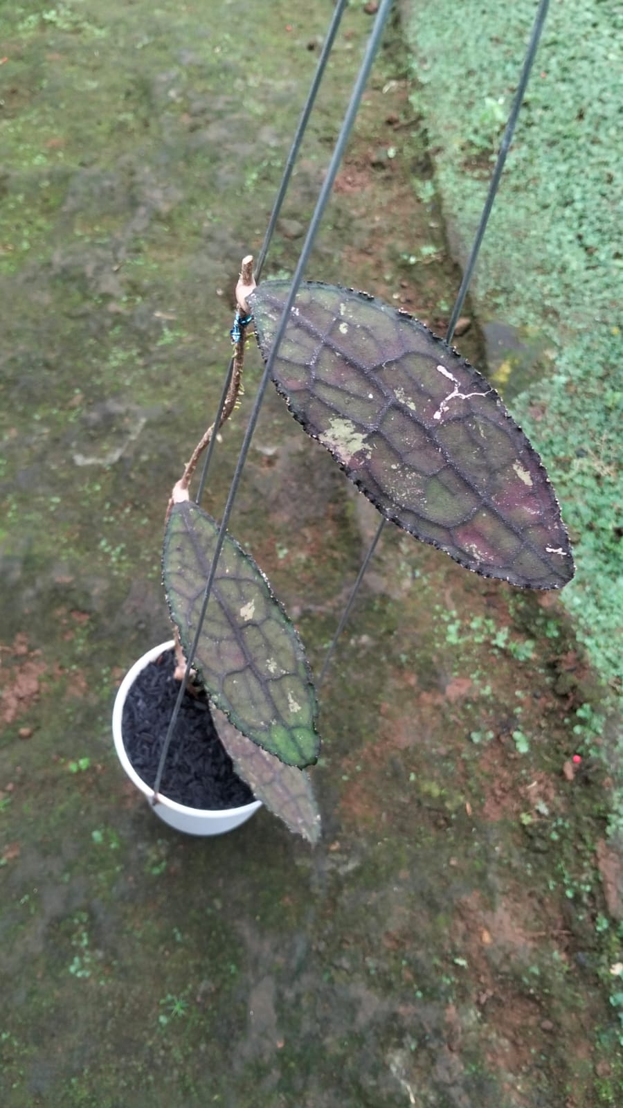 Hoya Clemensiorum sp. Aceh ‘Red Sun Stressed’ – Giant Red-Toned Clemensiorum