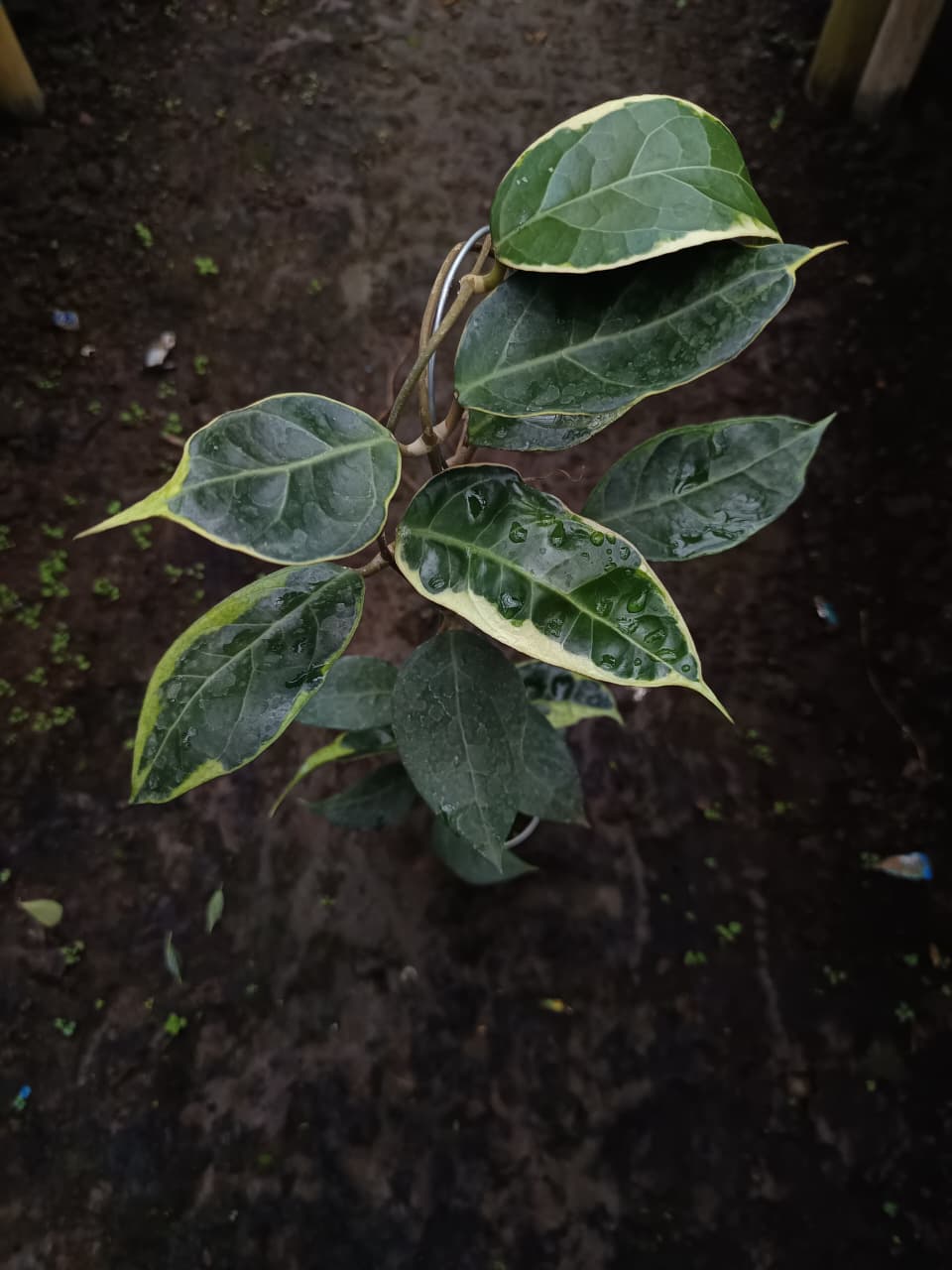 Hoya Verticillata ‘Tanggamus Albo’ – Rare Variegated Verticillata from Sumatra
