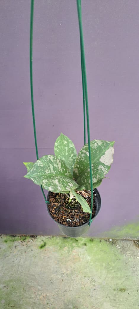 Hoya Undulata ‘Army’ – Camouflage-Like Undulata with Silver and Green Marbled Leaves