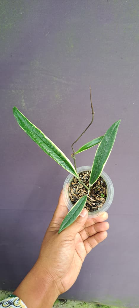 Hoya Sulawesiana ‘Albo Marginata’ – Variegated Sulawesiana with Creamy White Leaf Margins
