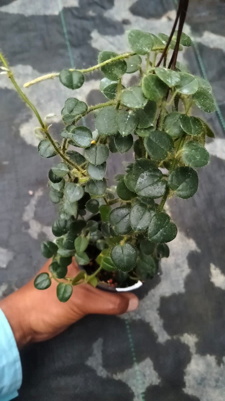 Hoya sp. Papua ‘Mamasa’ – Rare Papua Hoya with Thick Textured Leaves