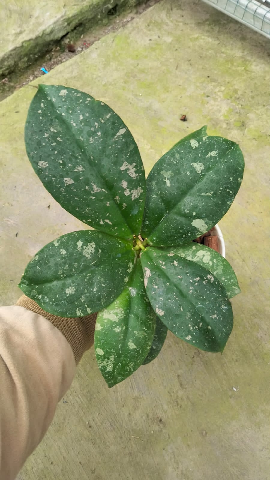 Hoya Mitrata ‘Marble Splash’ – Unique Mitrata with Silver-Marble Splash Foliage