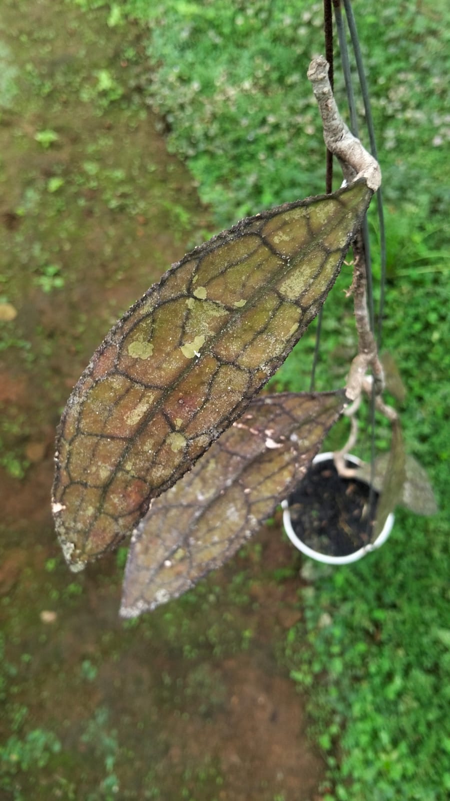 Hoya Clemensiorum sp. Aceh ‘Splash’ – Giant Veined Aceh Hoya with Silver-Speckled Leaves