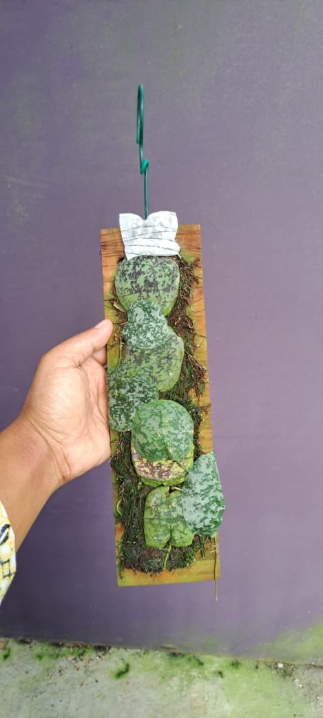 Hoya IImbricata ‘Splash’ – Shingling Hoya with Silver-Splashed Shield Leaves