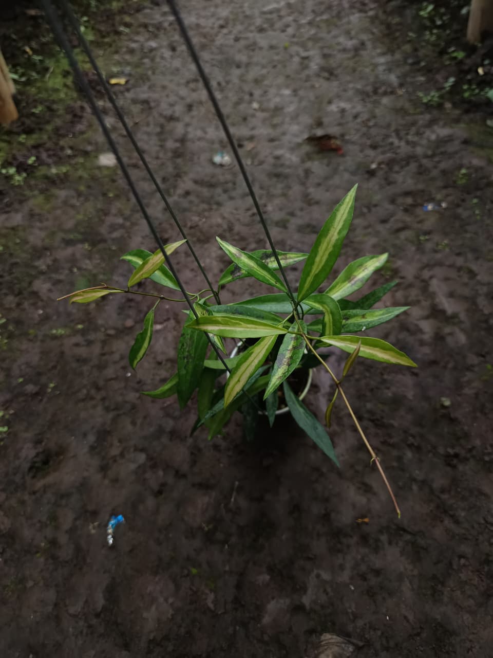 Hoya Tsangii ‘Inner Variegated’ – Miniature Hoya with Cream-Centered Leaves