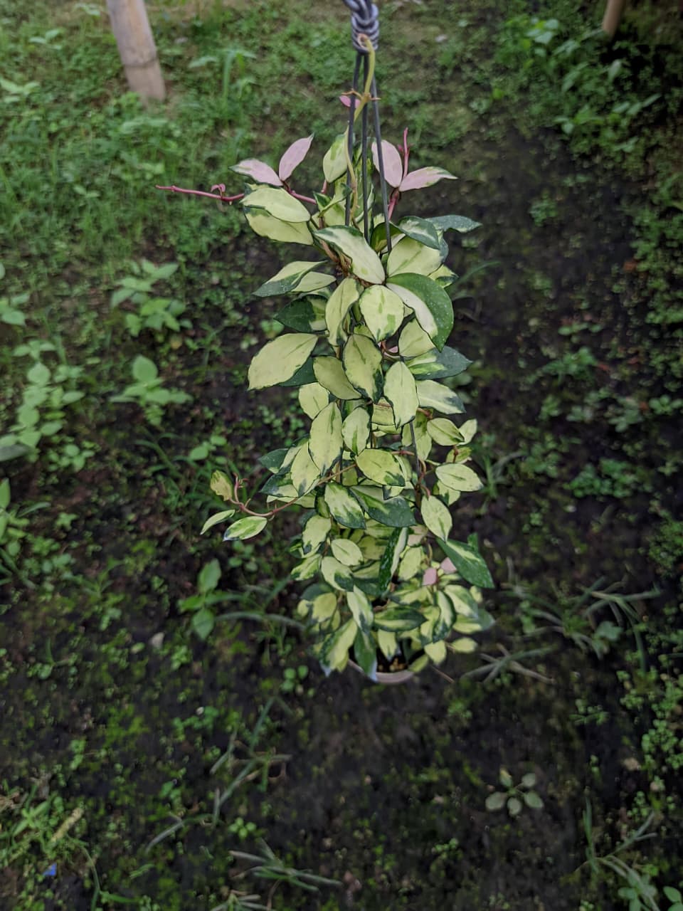 Hoya Lacunosa ‘Minara’ – Compact Fragrant Hoya Variety