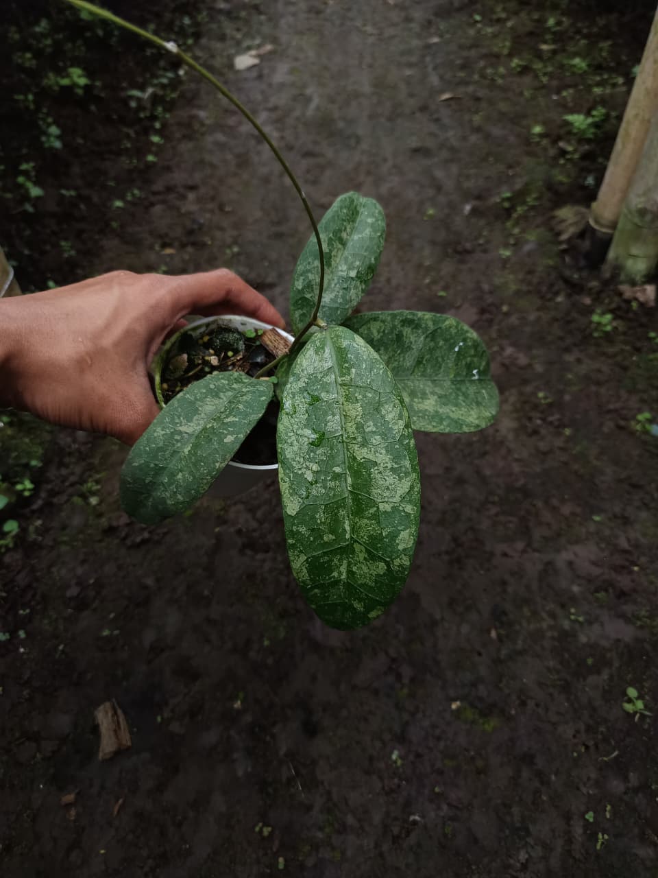 Hoya SLM04 Clone 2 – Rare Collector Clone with Distinct Foliage Traits
