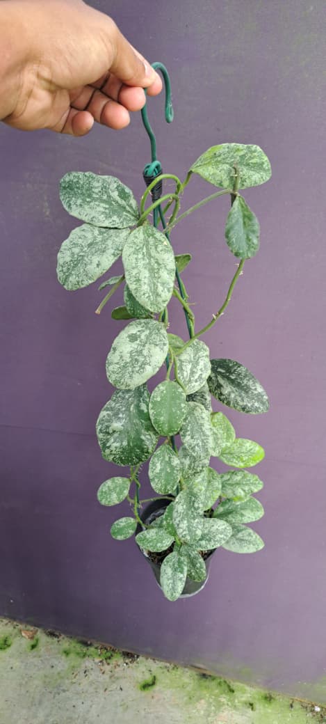 Hoya Waymaniae ‘Cloudy Sky’ – Silver-Mottled Waymaniae with Thick Textured Leaves