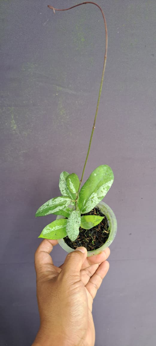 Hoya Scortechinii ‘Splash’ – Elegant Narrow-Leaf Hoya with Silver Splashing