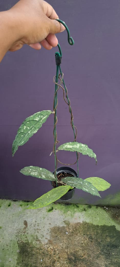 Hoya Clemensiorum sp. Aceh ‘Purba Splash’ – Massive Veined Clemensiorum with Silver Splash