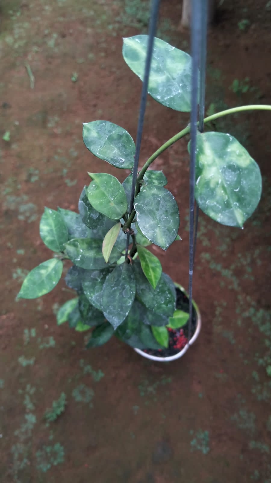 Hoya Lacunosa ‘Amarillo’ – Rare Lacunosa Clone with Yellow-Toned Foliage and Fragrant Blooms