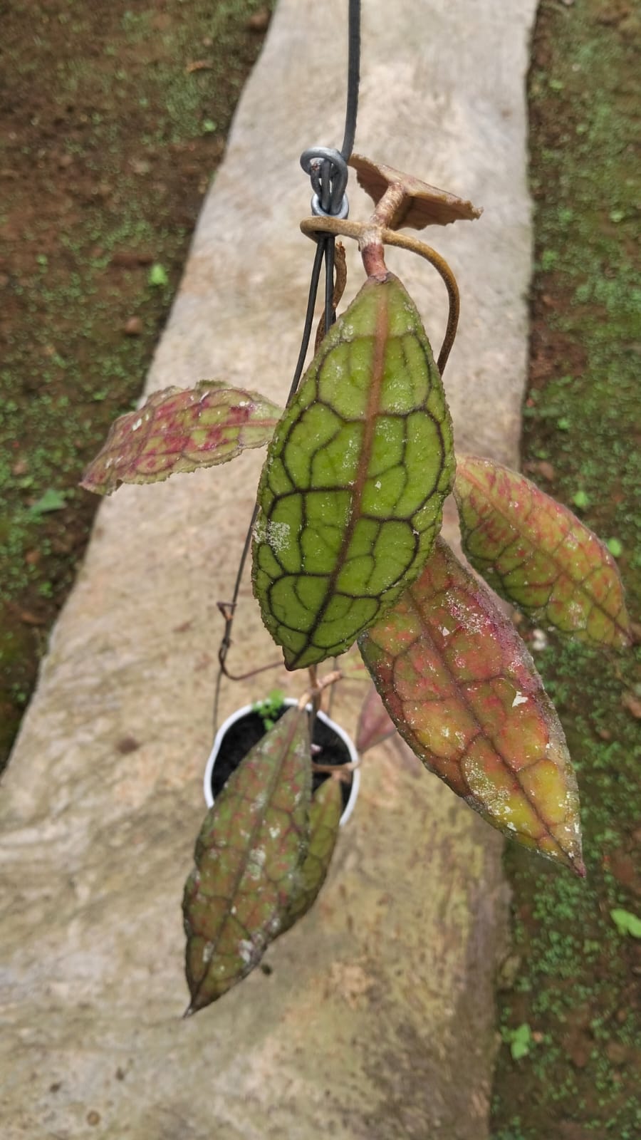 Hoya Cemensiorum sp. Aceh ‘Red Sun-Stressed’ – Large-Leaf Aceh Clemensiorum with Red Bronze Coloration