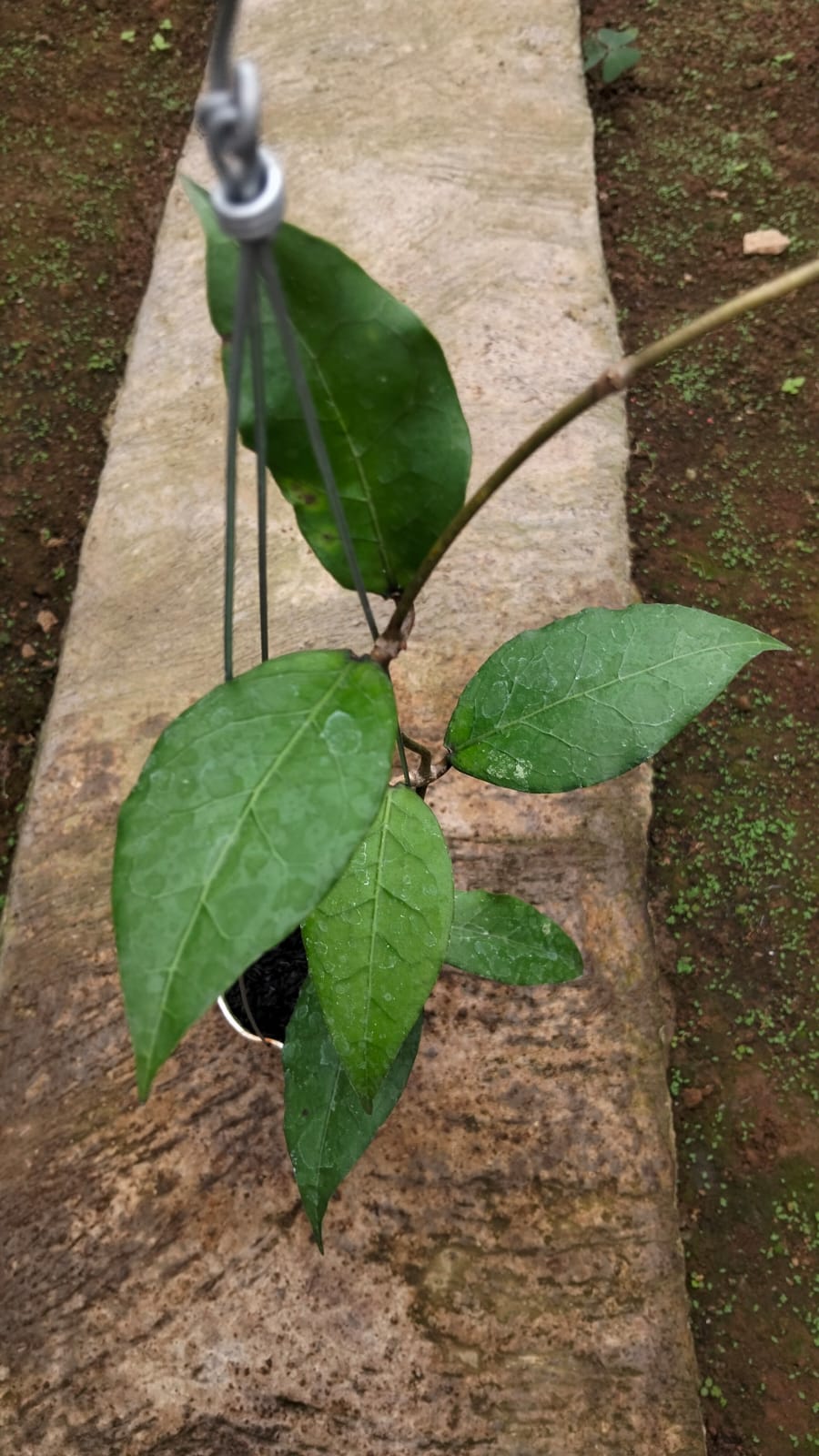 Hoya sp. Aceh ‘Rikit Musara’ – Rare Aceh Hoya with Bold Veined Sculptural Leaves