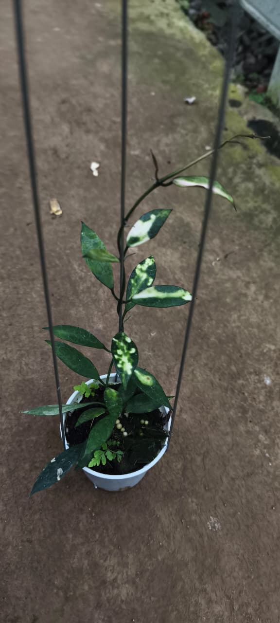 Hoya Lacunosa Var. sp. Cianjur – Rare Cianjur Locality Lacunosa