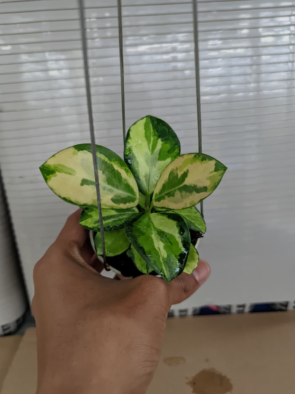 Hoya Australis ‘Peacock’ – Variegated Australis with Multi-Tone Peacock Pattern Leaves