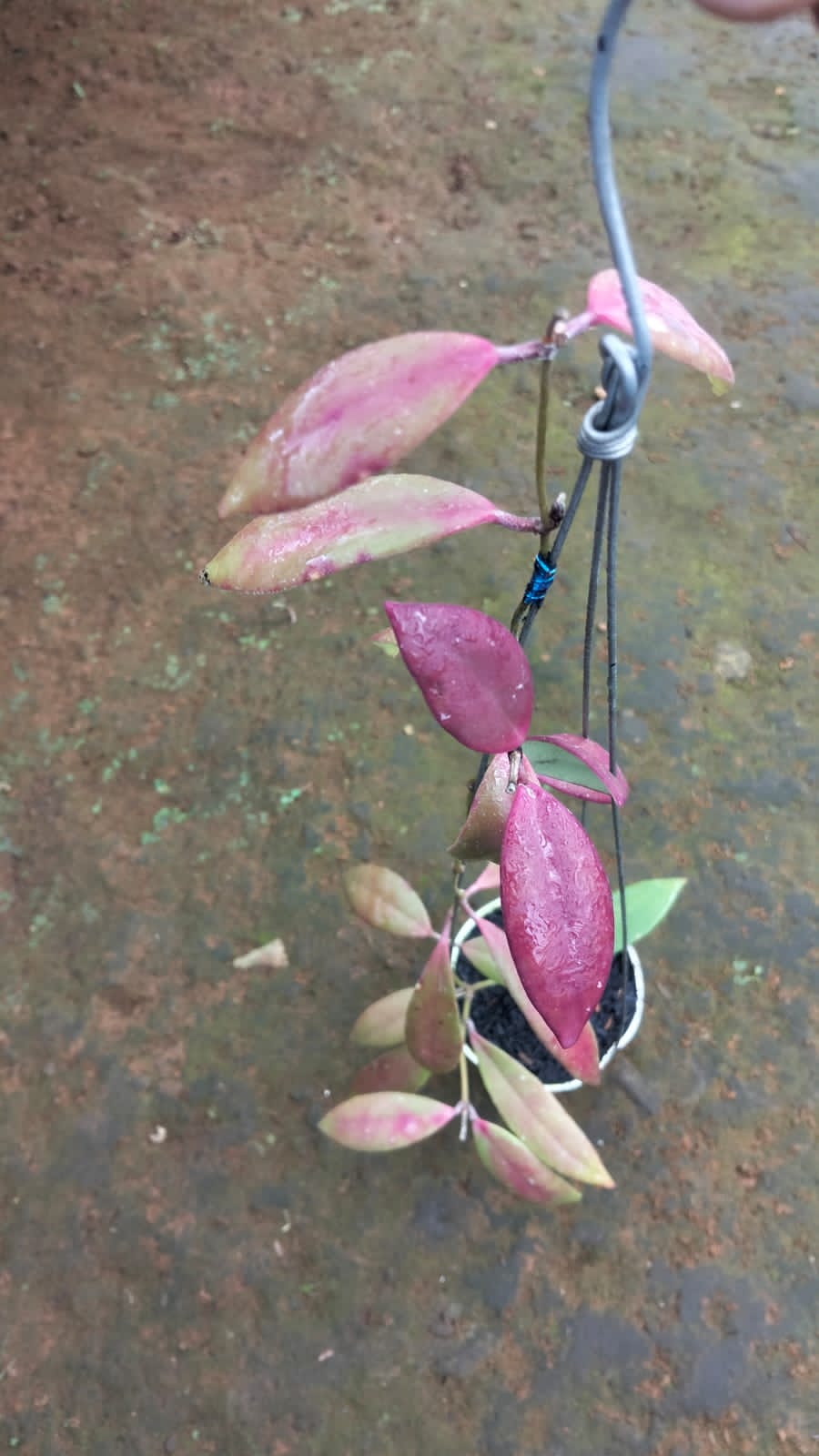 Hoya Sulawesiana ‘Short Leaf Red Sun Stressed’ – Rare Red Sulawesi Hoya