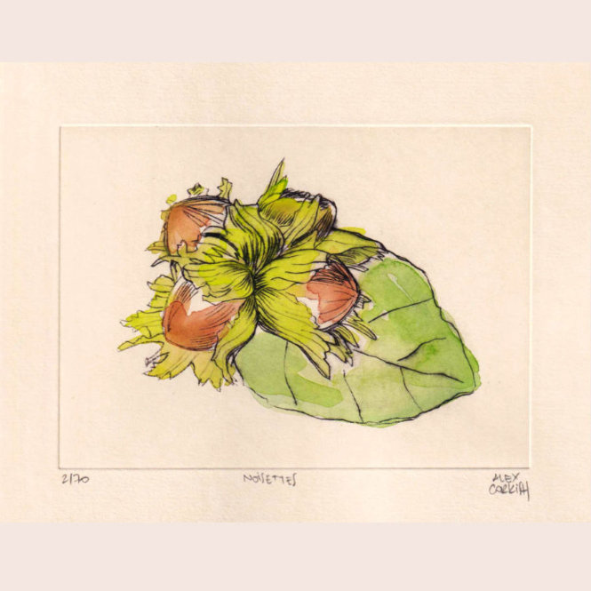 Les noisettes - gravure à la pointe sèche et aquarelle