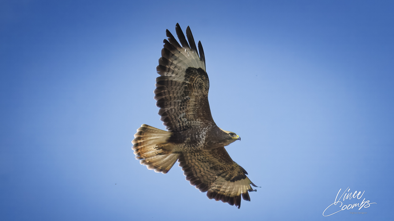 Majestic Hawk Photography Print