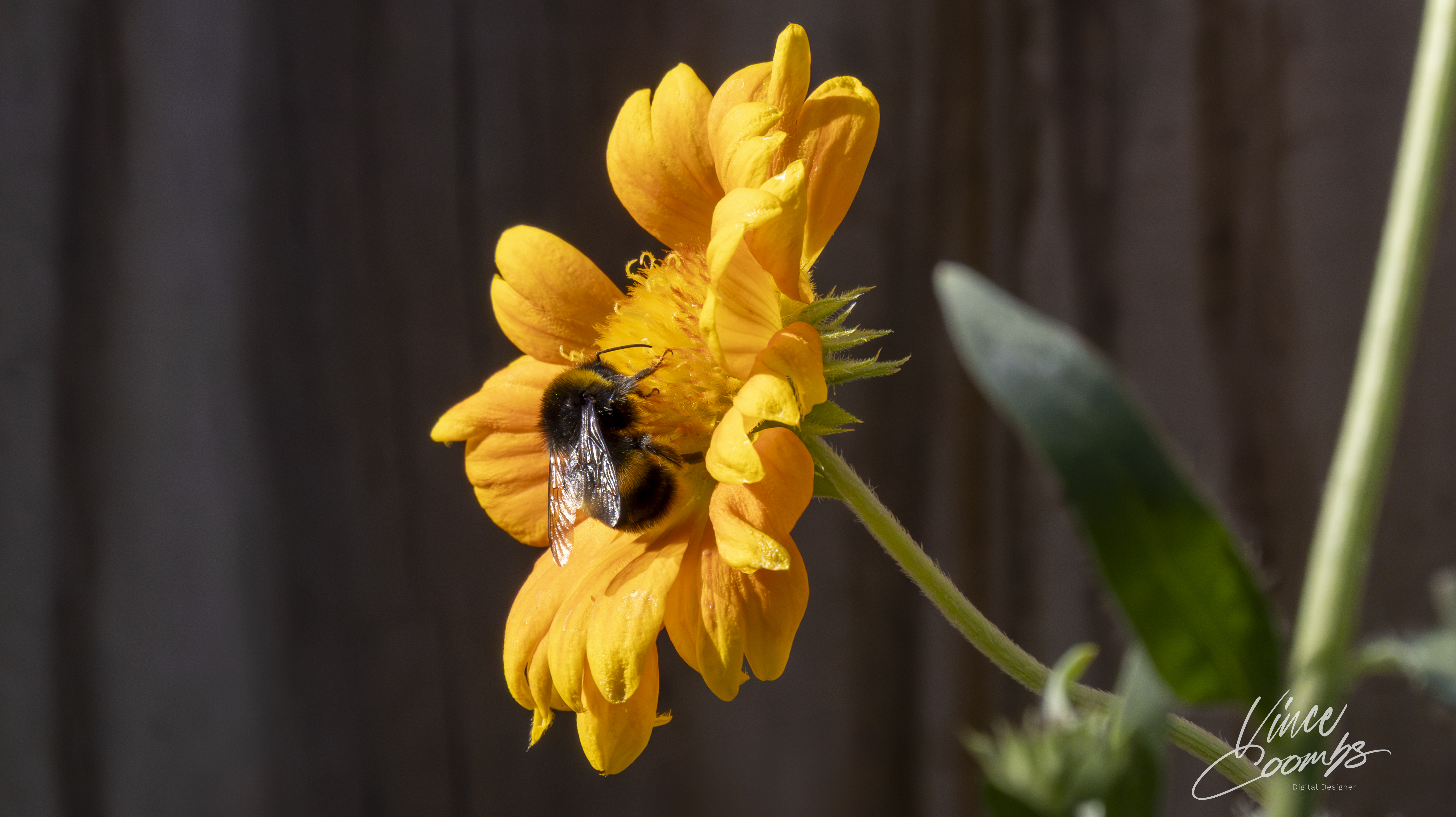 Vibrant Yellow Flower