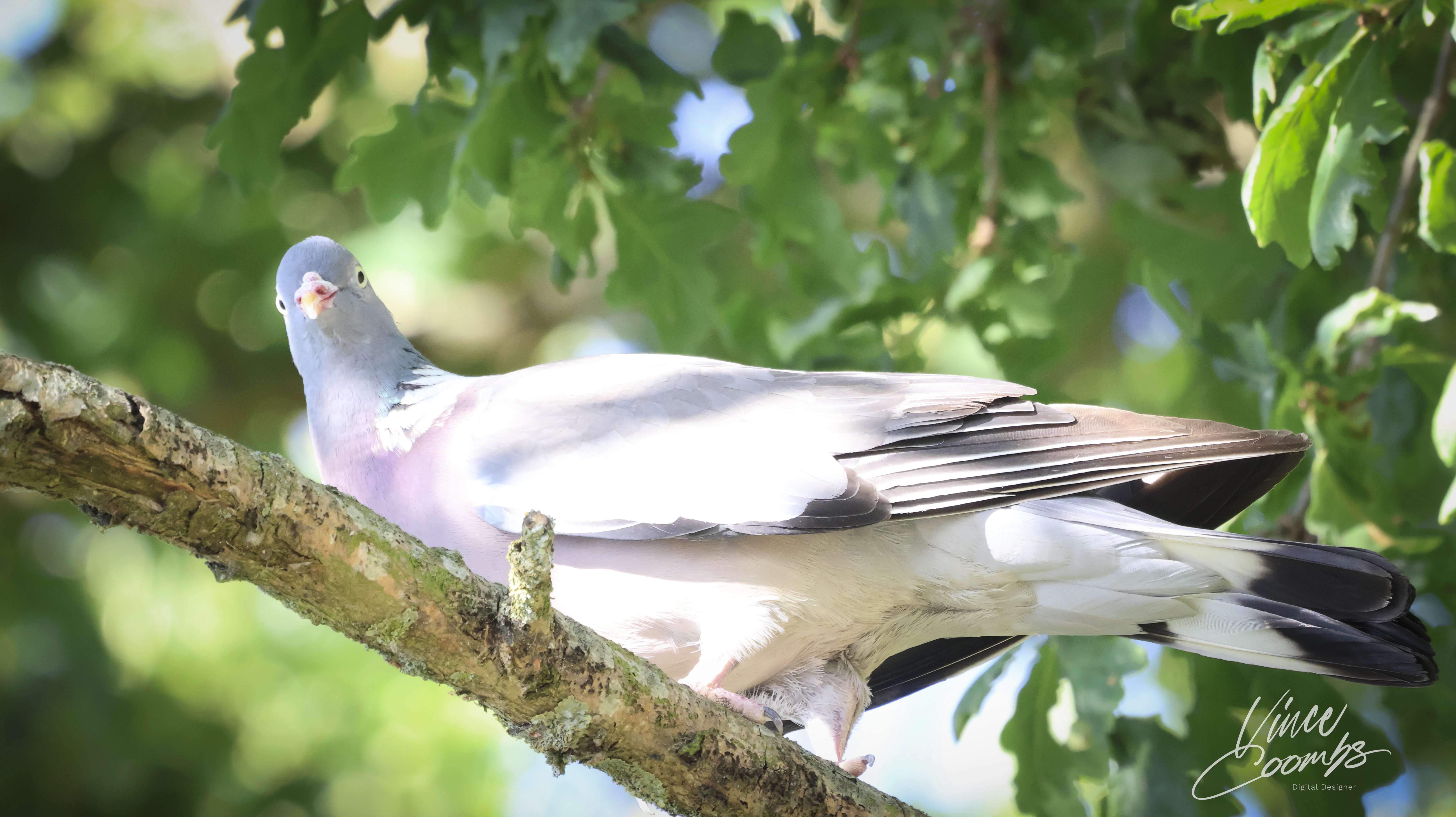 Wild Wood Pigeon