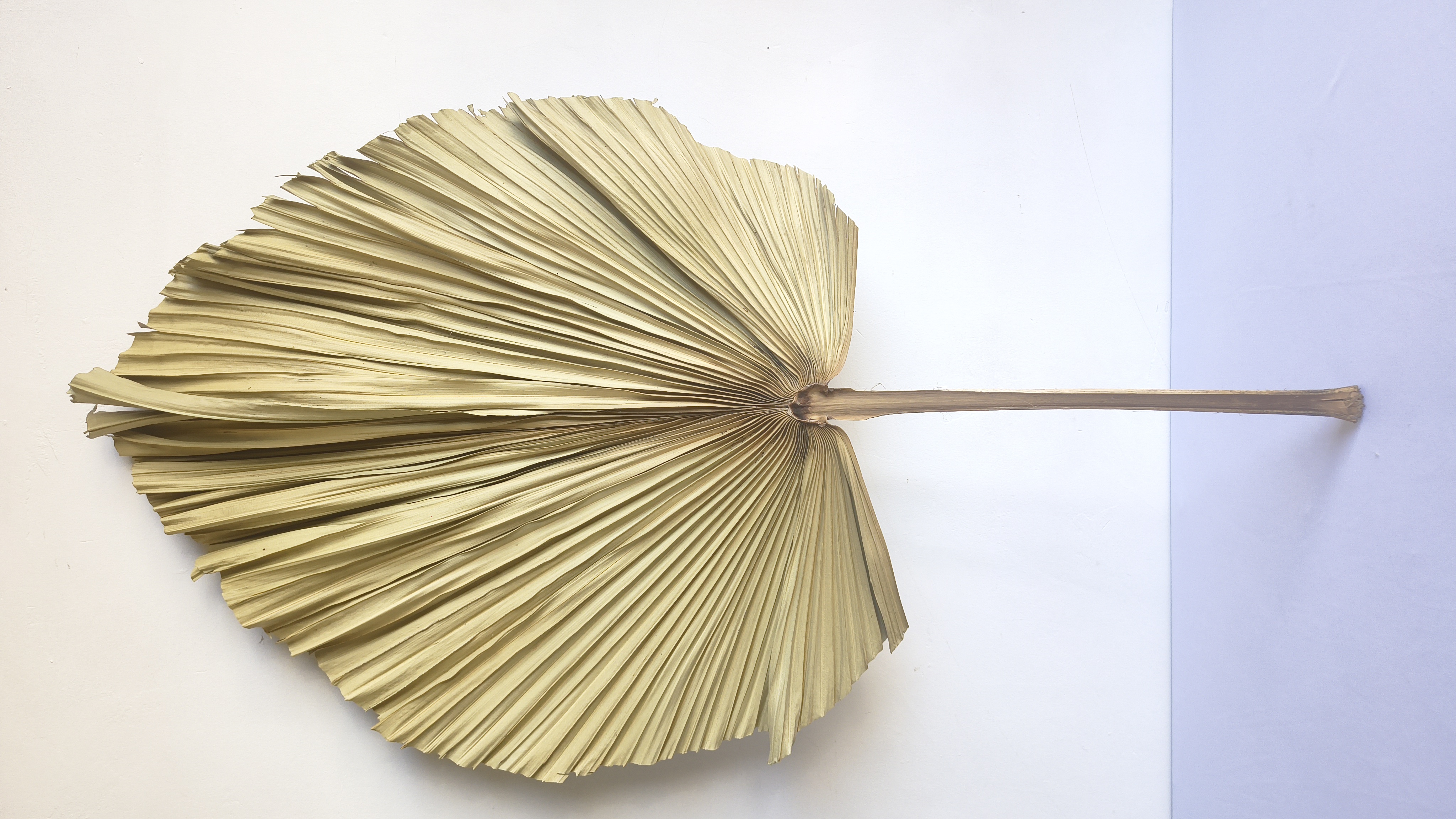 FOLHA DE LATANIA UNIDADE