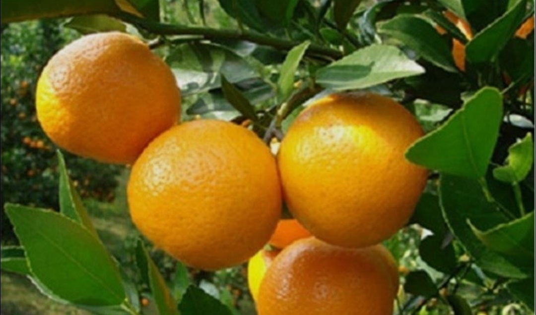 一棵柑橘樹的五年期約