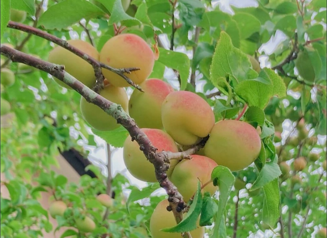 一棵梅子樹五年期約，加上一棵橄欖樹